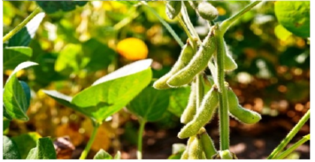 برنامه تغذیه سویا